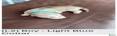 (L2) Boy - Light Blue Collar