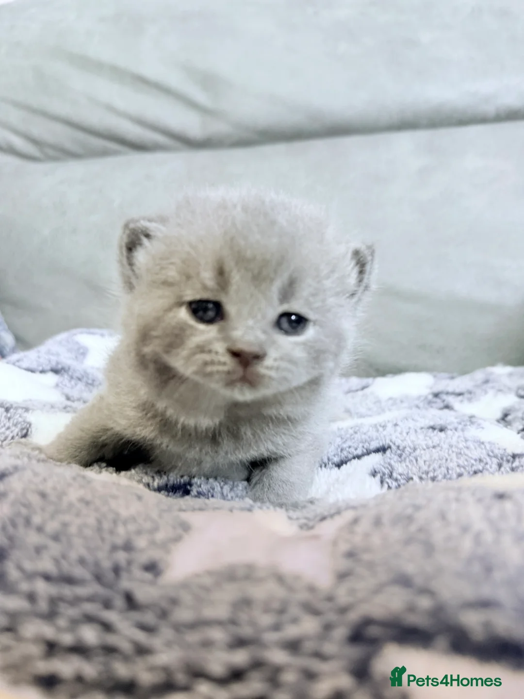 British Shorthair cats for sale: 100% Pure Pedigree Champion line Bsh Reg. Kittens - Advert 9