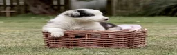 Border Collie dogs for stud: Pure breed Blue merle border collie for stud only - Advert 9