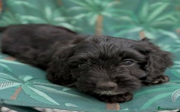 Cockapoo dogs for sale: Cockapoo puppies - Image 8