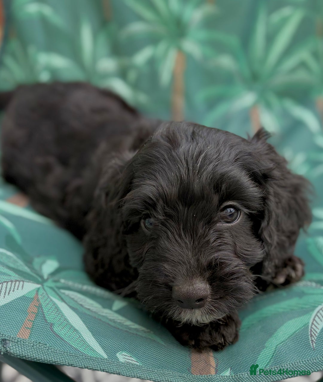 Cockapoo dogs for sale: Cockapoo puppies - Image 8