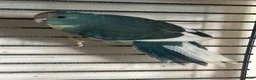 Parakeets birds for sale: Blue pied kakariki hen bird - Advert 2