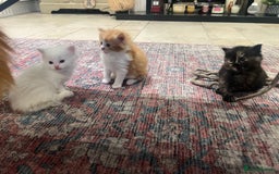 Ragdoll cats for sale: Beautiful ragdoll mix kittens  - Image 9