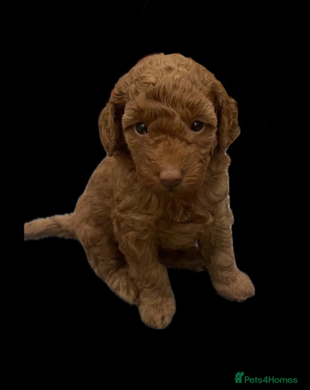 Toy Poodle dogs Two stunning red colour Toy Poodles.  - Advert 2