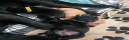 Labrador Retriever dogs for sale: Beautiful labrador Retriever puppie - Advert 14
