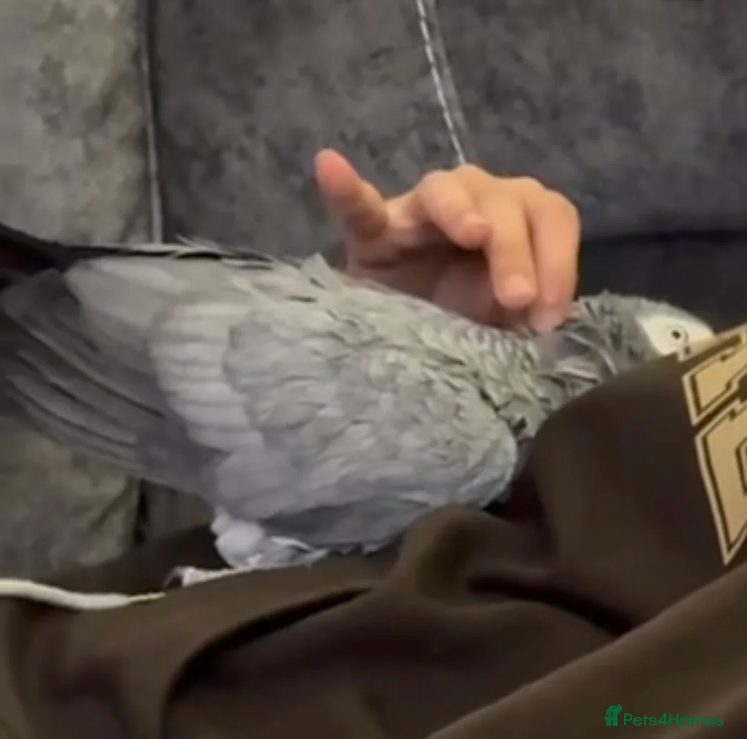 Parrots birds for sale: Tamed and talkative Female African Grey  - Advert 1