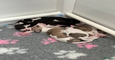 Whippet dogs - Advert 1