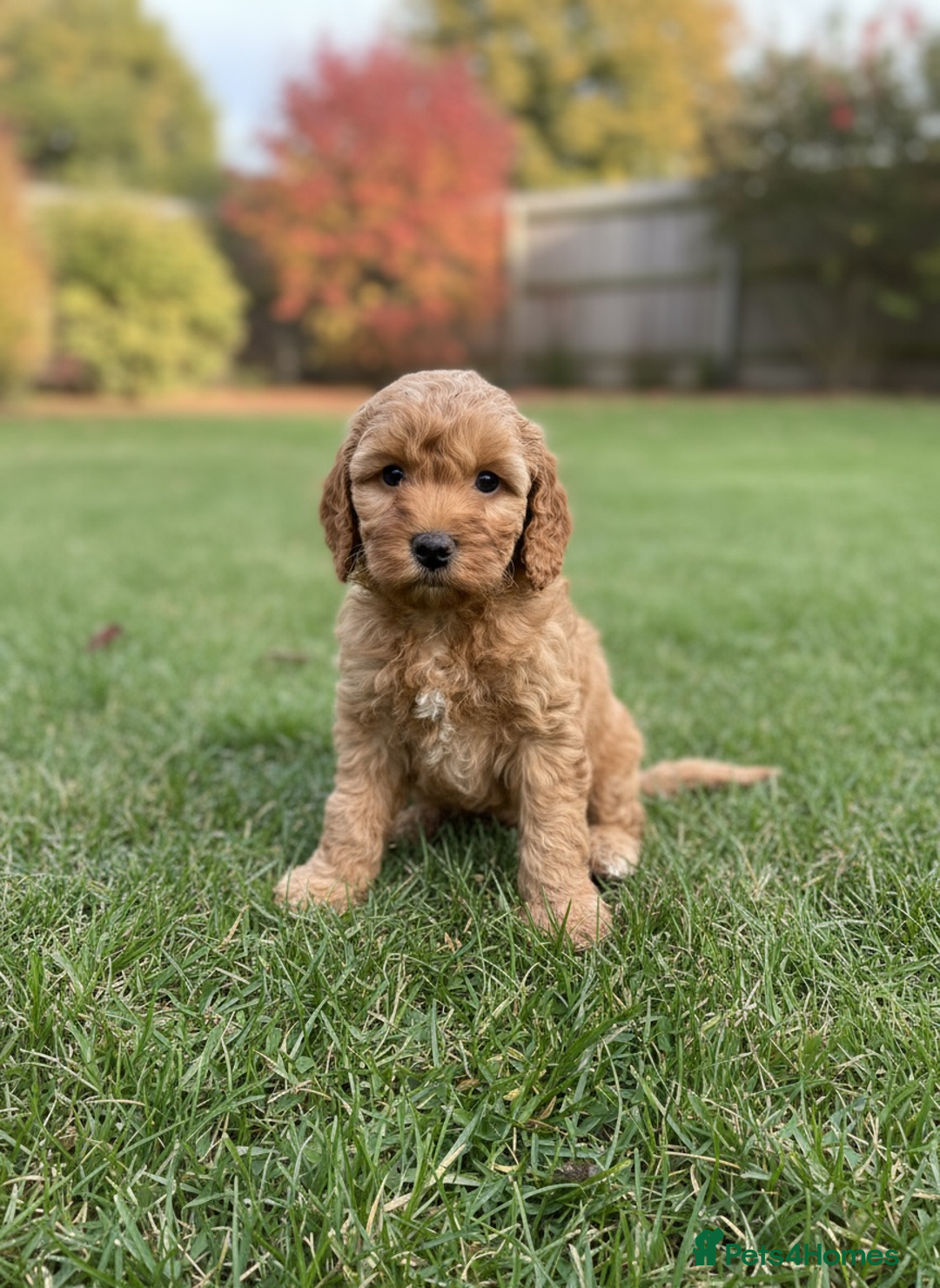 Cockapoo dogs for sale: F2b Cockapoo Puppies - 3 x girls still available - Image 7