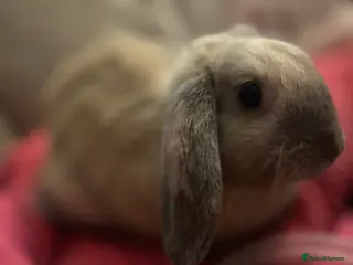 Mixed Breed rabbits Beautiful Sweetest Little Baby Girl Bunny - Advert 11