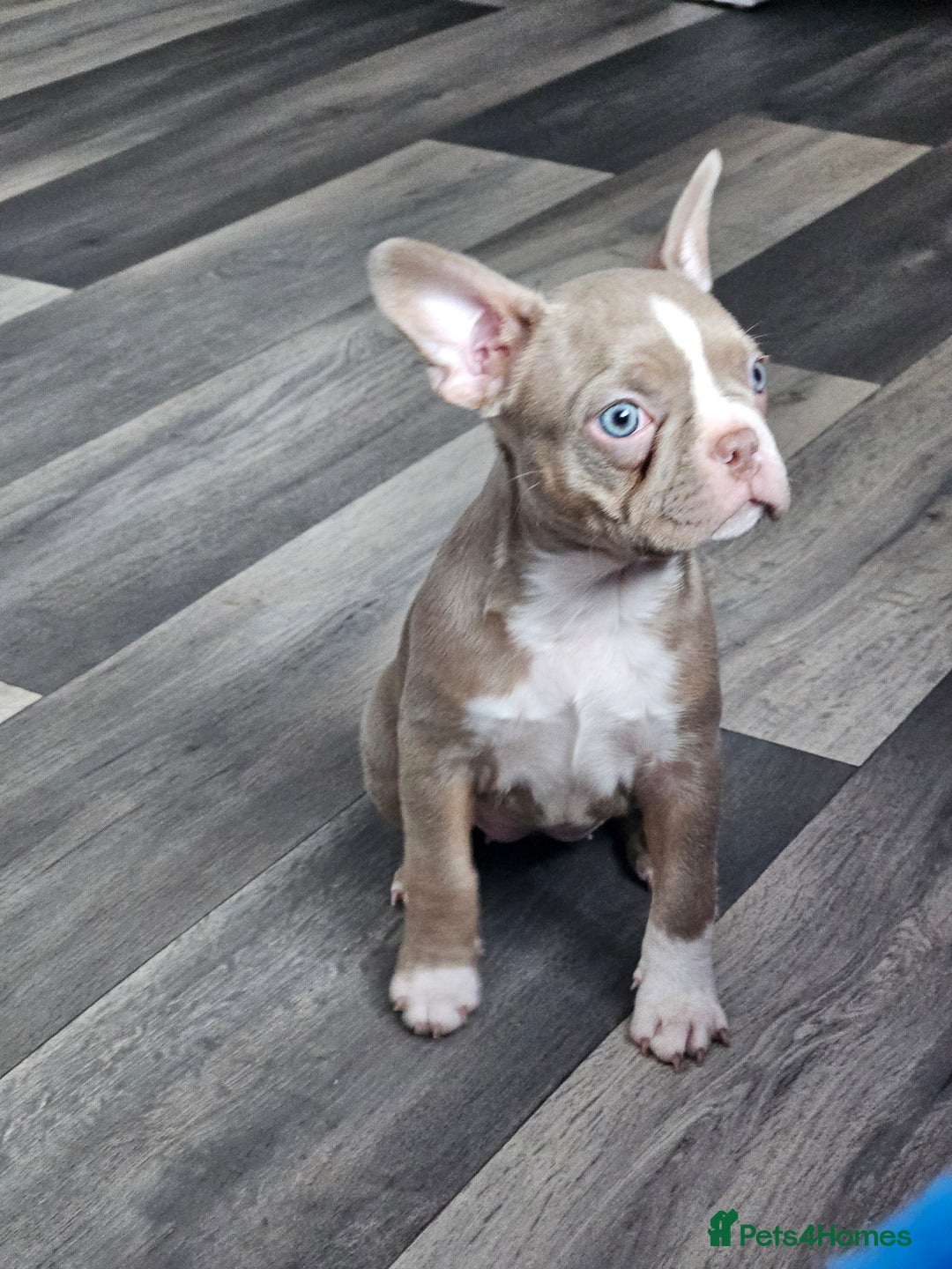 Mixed Breed dogs for sale: Last Stunning Frenchton Female Pup - Image 4