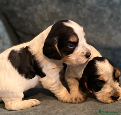 Cocker Spaniel dogs - Advert 13