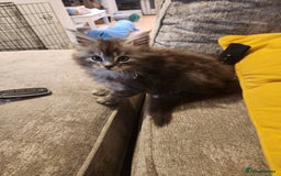 Maine Coon cats for sale: Maine coon kittens ready now  - Image 4