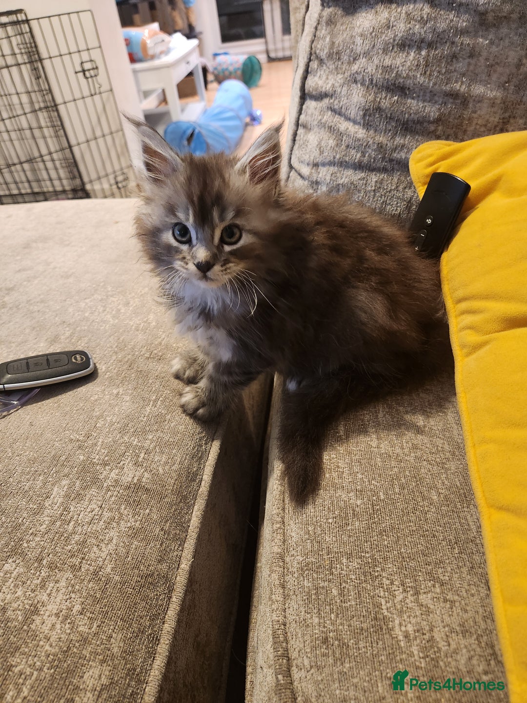Maine Coon cats for sale: Maine coon kittens ready now  - Image 4