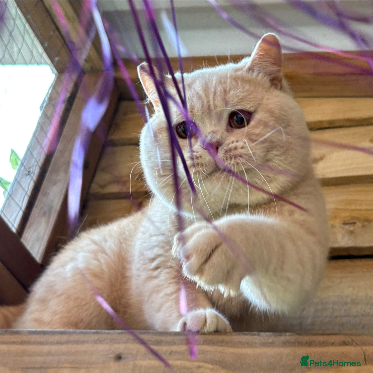 British Shorthair cats for sale: ✨ GCCF BEAUTIFUL KITTENS ✨ - Advert 11