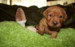Labrador Retriever dogs for sale: 🐾 KC Registered Fox Red Lab Puppies 🐾 - Image 34
