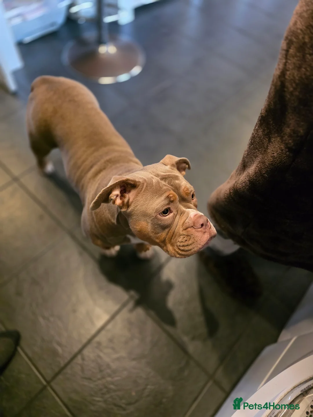 Olde English Bulldogge dogs for sale: 🐾 Nala – 08-Month-Old Old English Bulldogge  - Advert 9