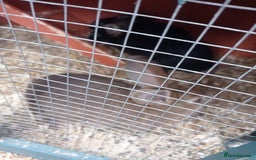 Mixed Breed rabbits for sale: 2 baby rabbits available  in Nottingham - Image 1