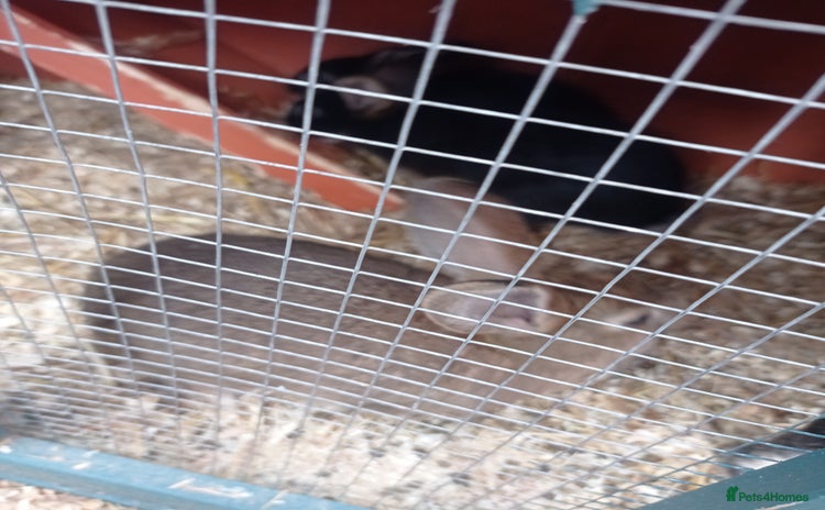 Mixed Breed rabbits in Nottingham - Advert 10