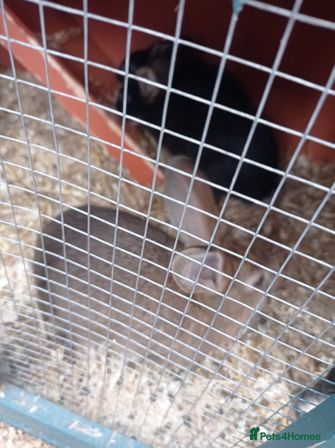 Mixed Breed rabbits for sale: 2 baby rabbits available  in Nottingham - Image 1
