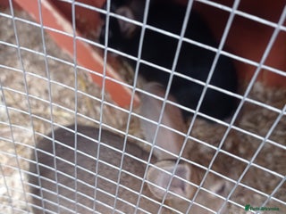 Mixed Breed rabbits in Nottingham - Advert 3