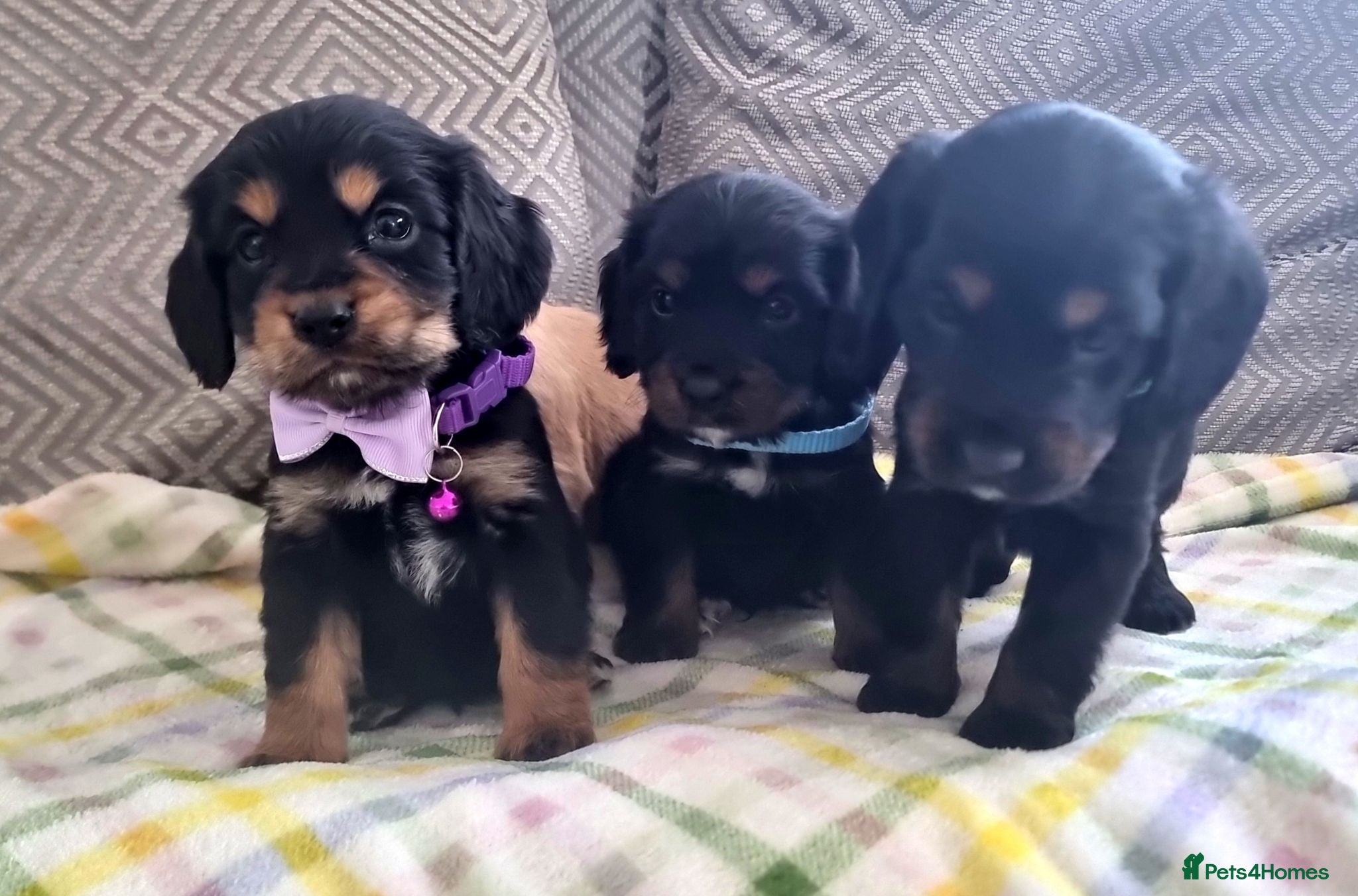 Cocker Spaniel dogs Cocker spaniel pups  - Advert 11