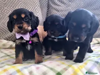 Cocker Spaniel dogs Cocker spaniel pups - Advert 11