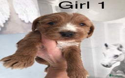 Labradoodle dogs for sale: Miniature Australian Labradoodles - Image 3