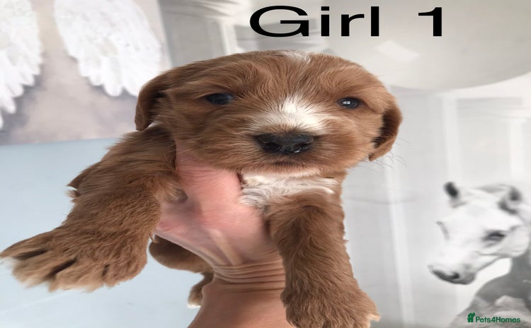 Labradoodle dogs - Advert 3