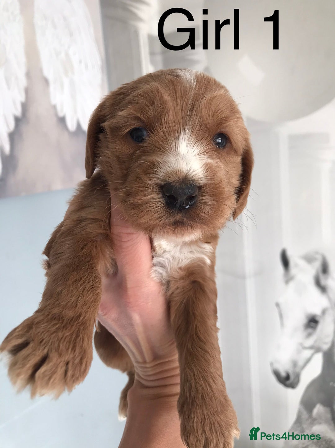 Labradoodle dogs for sale: Miniature Australian Labradoodles - Image 3
