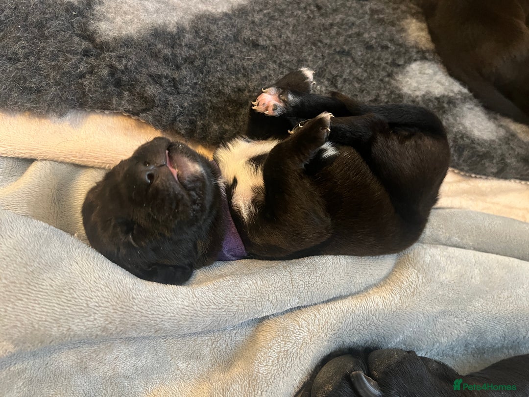 Cane Corso dogs for sale: Yuki & Aries Cane Corso Puppies  - Image 13