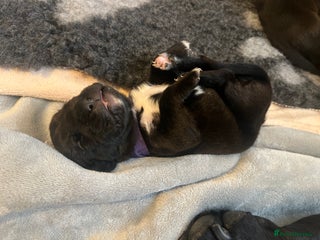 Cane Corso Puppy 7 Purple
