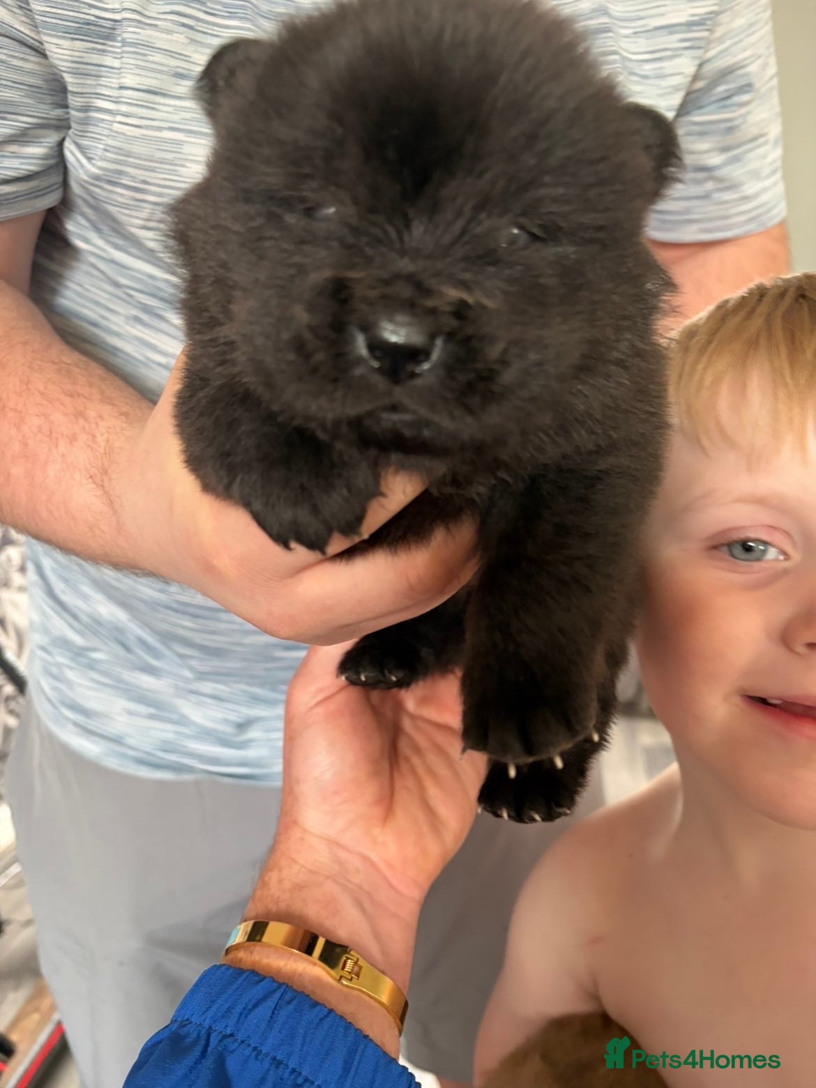 Chow Chow dogs 4 chow chow pups - Advert 3