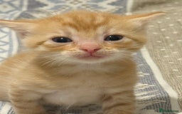 Domestic Shorthair cats for sale: Our babies looking for their forever lovely home - Image 6