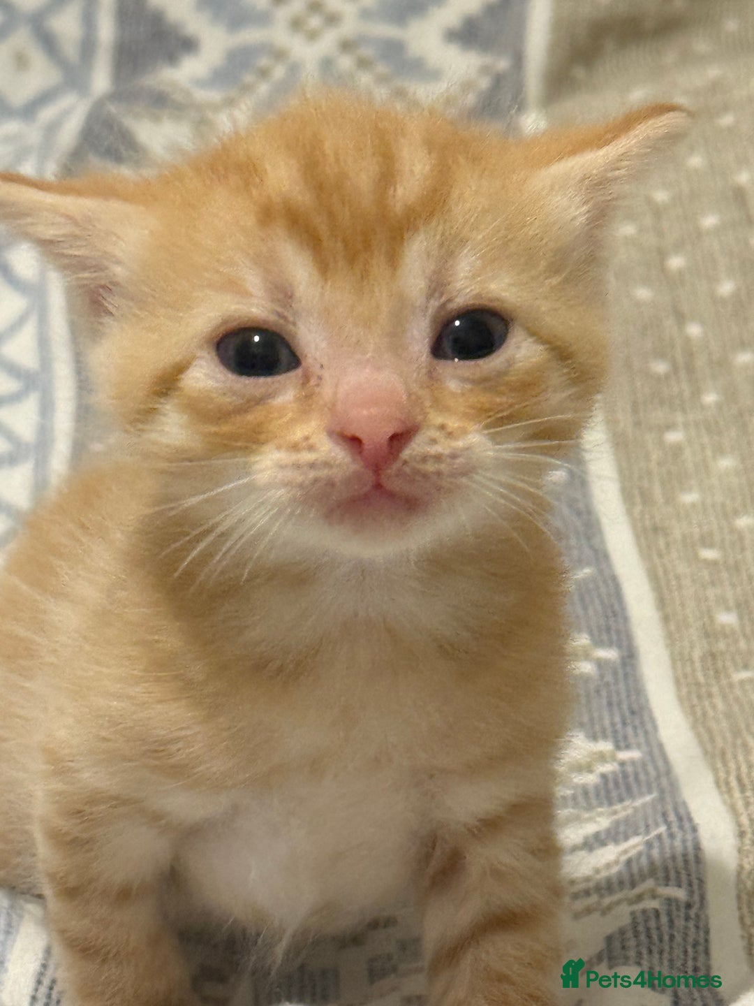 Domestic Shorthair cats for sale: Our babies looking for their forever lovely home - Image 6