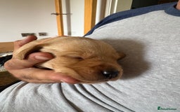 Labrador Retriever dogs for sale: Labrador Retrievers - Kennel Club Registered - Image 4