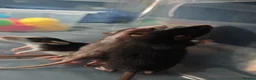 Rat rodents for sale: Gorgeous fancy dumbo rats - Advert 11