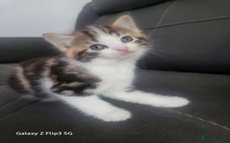 Domestic Shorthair cats for sale: Mixed litter domestic shorthair - Image 4