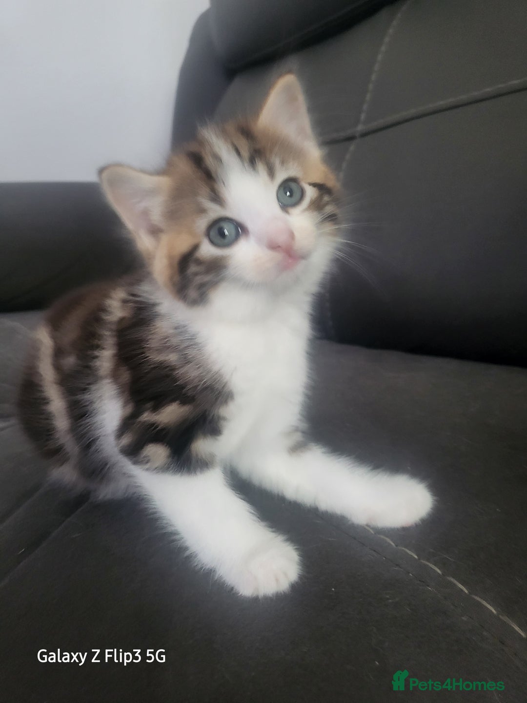 Domestic Shorthair cats for sale: Mixed litter domestic shorthair - Image 4