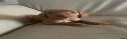 Hungarian Vizsla dogs for sale: Outstanding Hungarian puppies - Advert 3