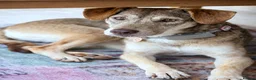Mixed Breed dogs for adoption: 🌿GRACE, URGENT a lovely girl for a confident Home - Advert 1