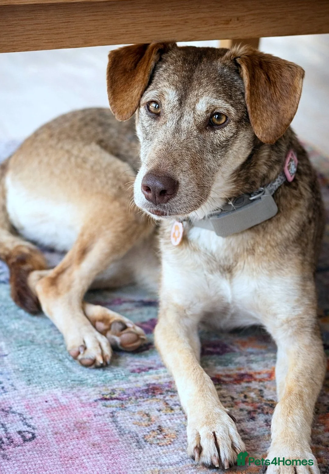 Mixed Breed dogs for adoption: 🌿GRACE, URGENT a lovely girl for a confident Home - Advert 1