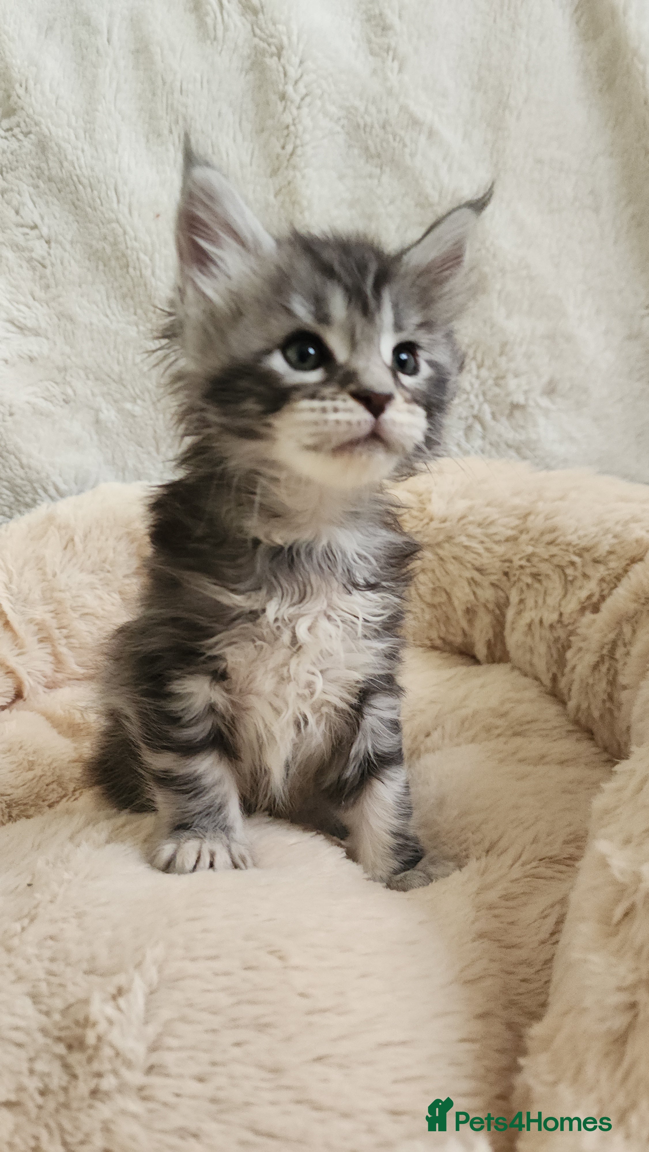 Maine Coon cats 💫💫Beautiful Maine Coon Kittens💫💫 - Advert 15