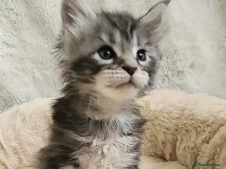 Maine Coon cats 💫💫Beautiful Maine Coon Kittens💫💫 - Advert 16