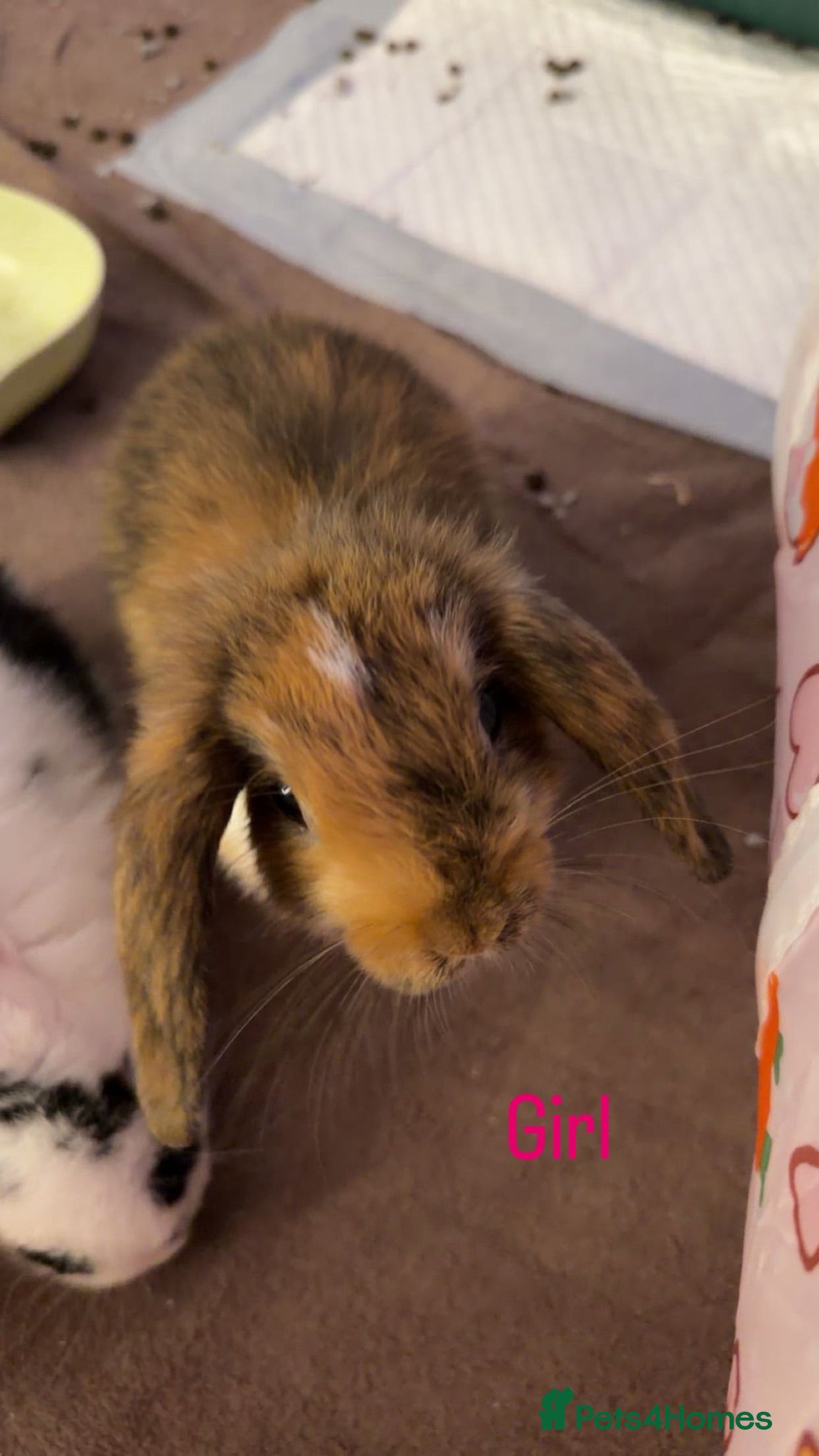 Mini Lop rabbits Last beautiful girl mini lop bun - Advert 12