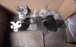 Mixed Breed cats for sale: Beautiful grey and white fluffy kitten - Advert 2