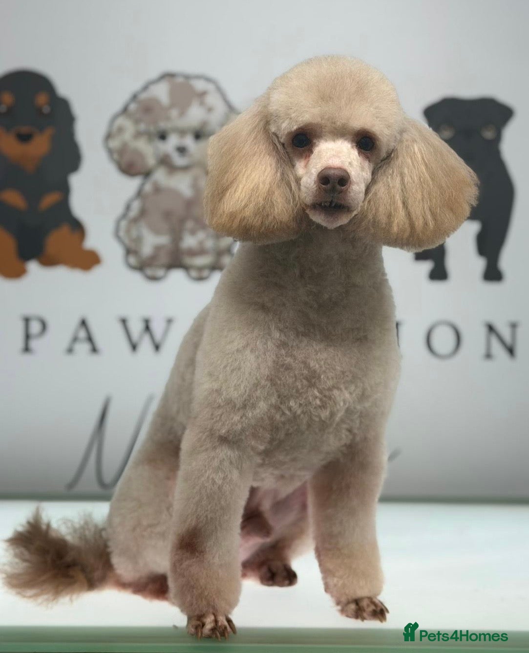 Toy Poodle dogs Toy poodle available for stud  in Rowlands Gill - Advert 21