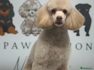 Toy Poodle dogs Toy poodle available for stud in Rowlands Gill - Advert 21