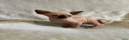 Sphynx cats for sale: Short Leg Munckin Sphinx Kittens(BullyCat) - Advert 6