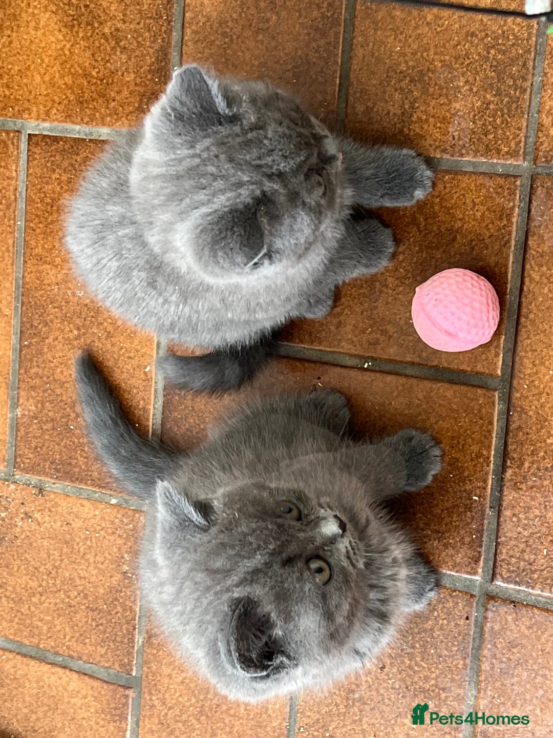 British Shorthair cats for sale: Gorgeous British shorthaired kittens - Image 12