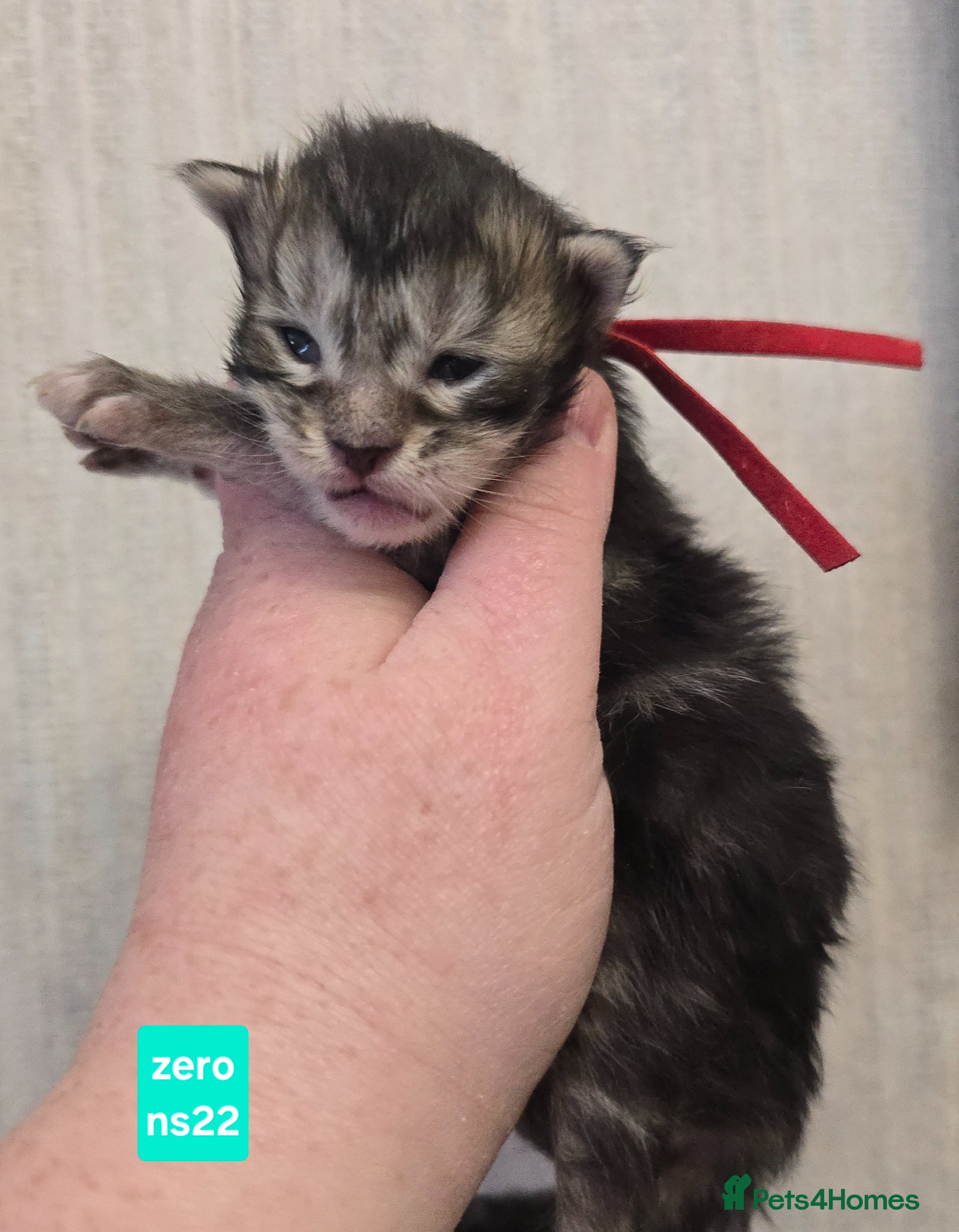 Maine Coon cats Stunning Maine Coon Kittens - Advert 1